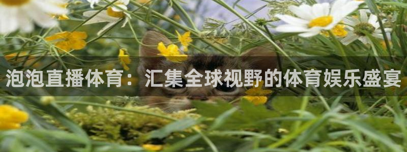 泡泡直播体育：汇集全球视野的体育娱乐盛宴
